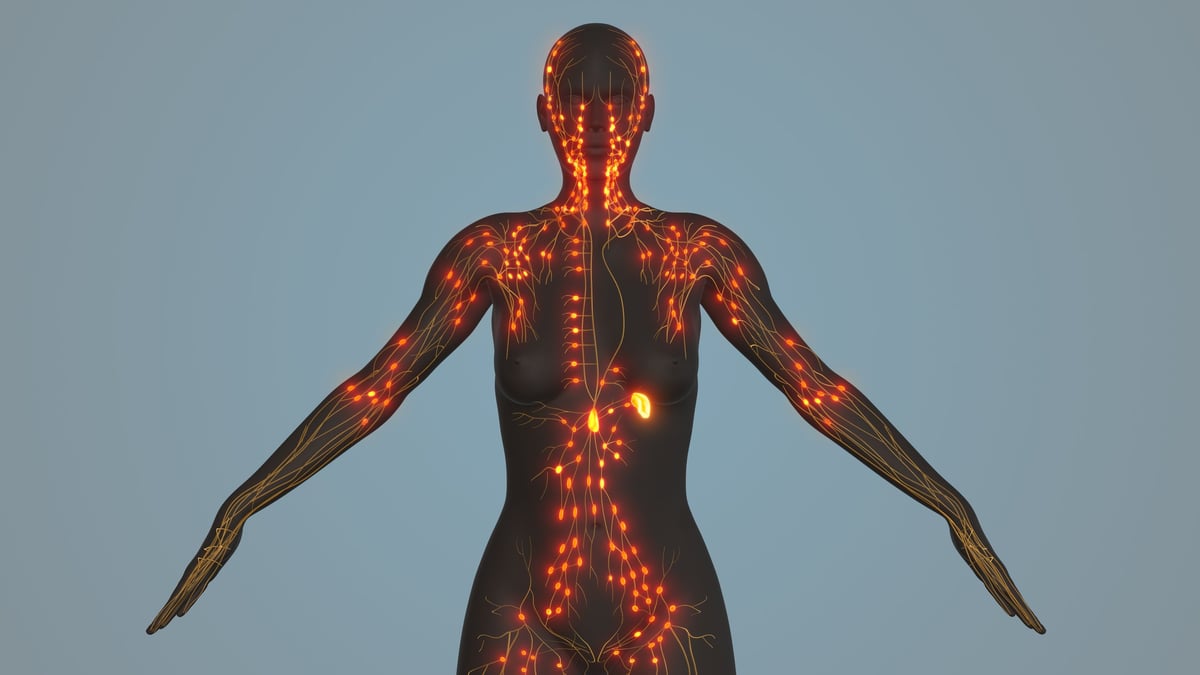 Sistema nervoso illuminato